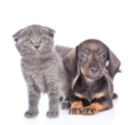 תנו לחיות לחיות (טוב יותר) - עיקור וסירוס-תמונה